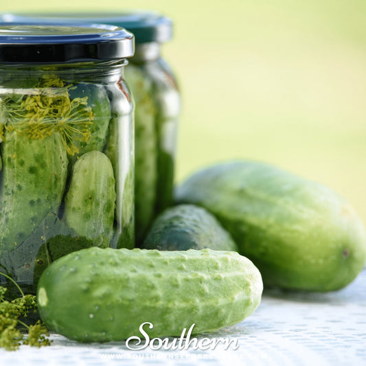 Boston Pickling Cucumber – 30 Seeds