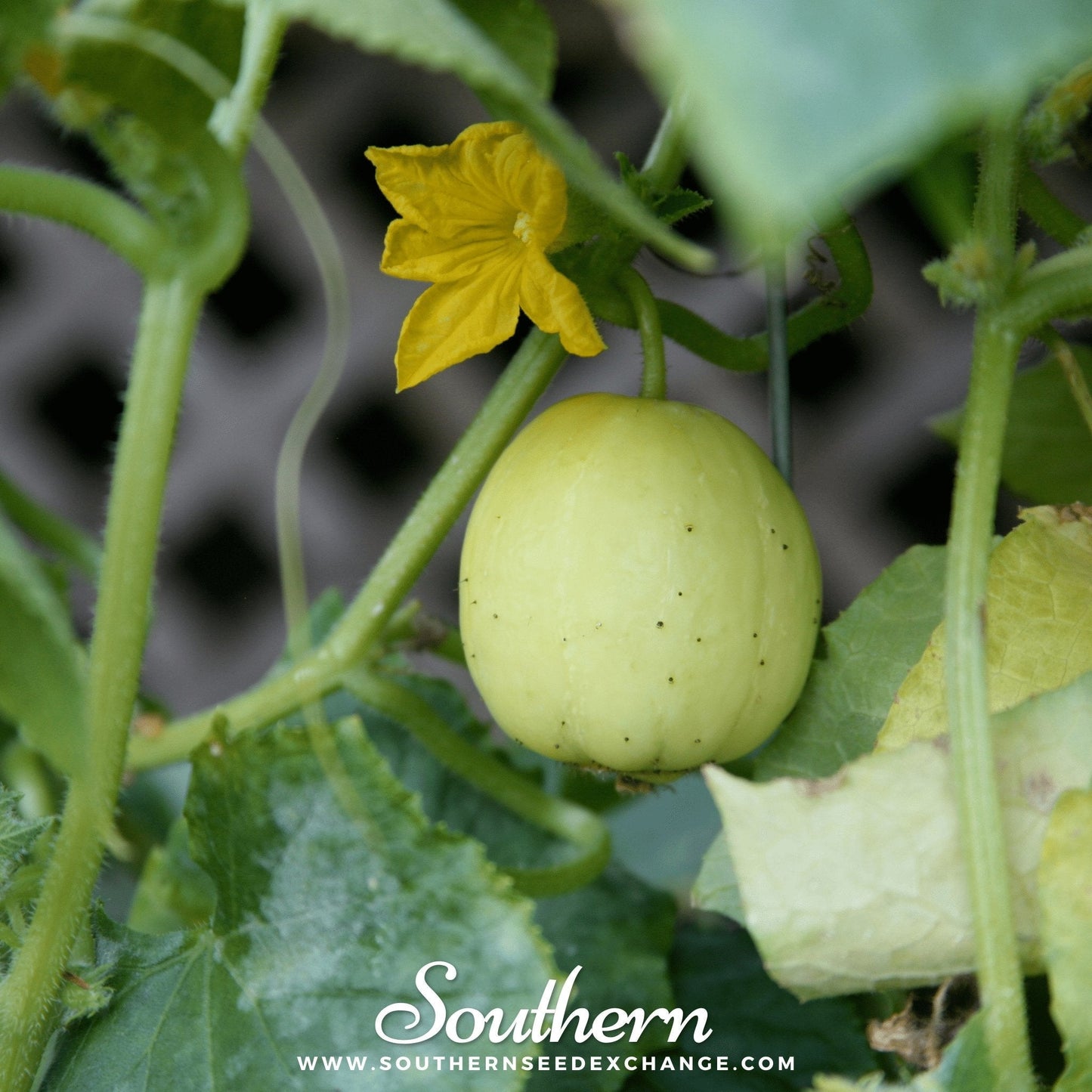 Young green cucumber on a vine with a yellow flower, surrounded by green leaves.