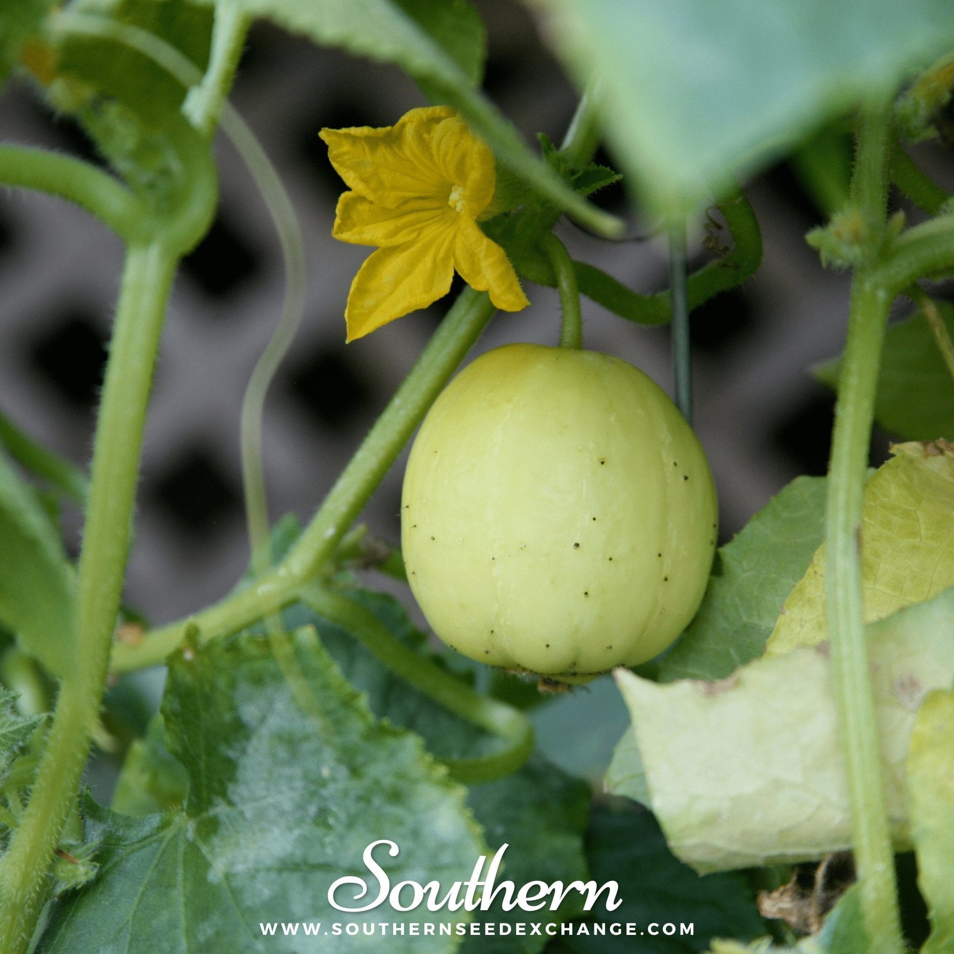 Young green cucumber on a vine with a yellow flower, surrounded by green leaves.