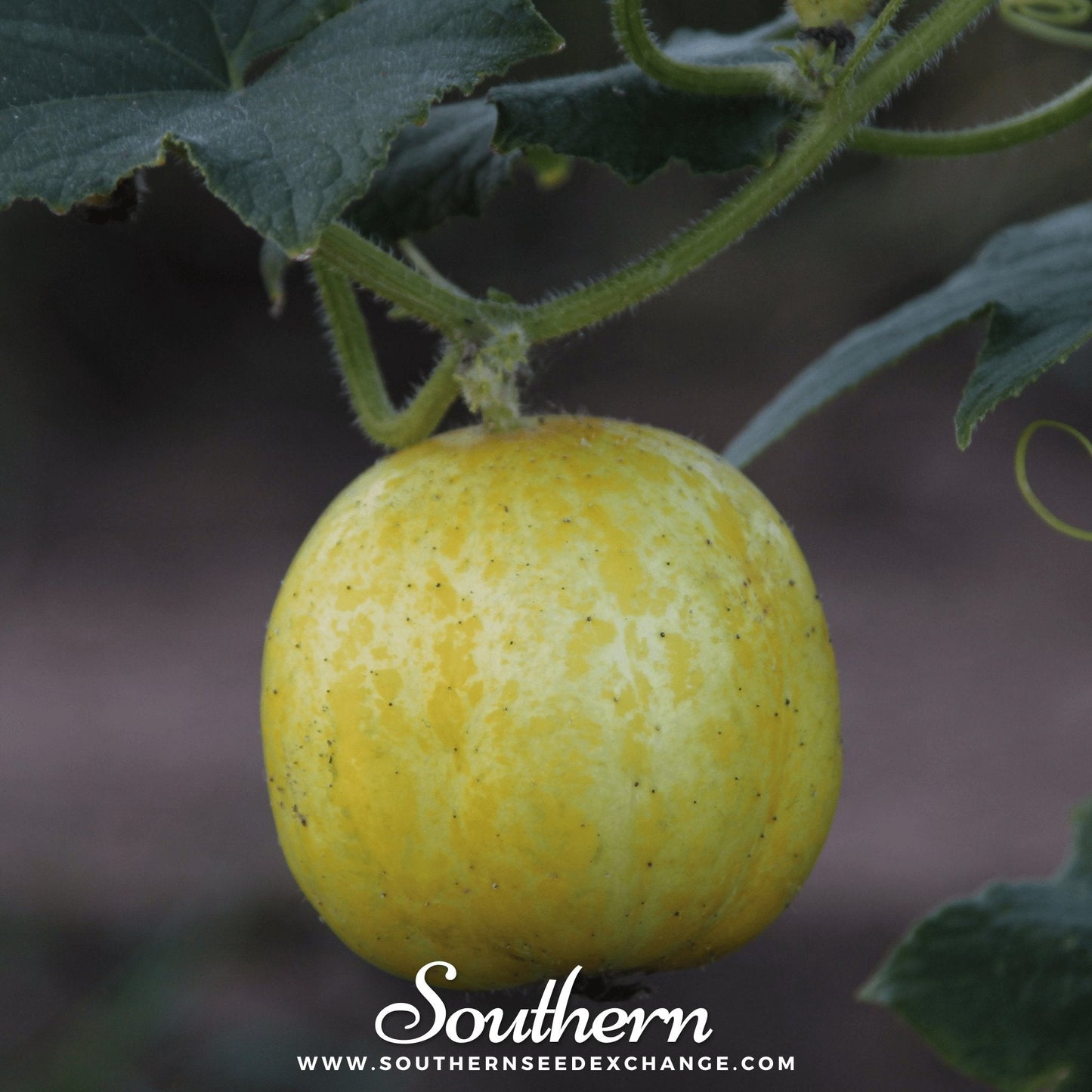 Lemon Cucumber on a vine with a blurred background and 'Southern' branding.