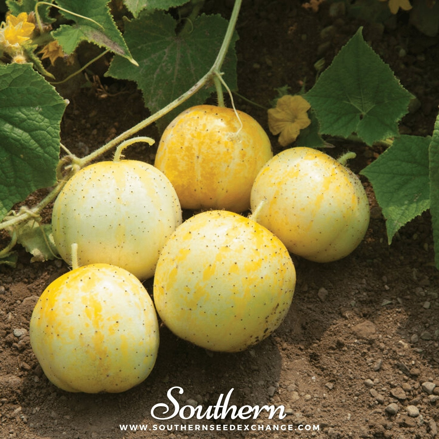 Yellow cucumbers growing on a vine with green leaves, branded 'Southern'.