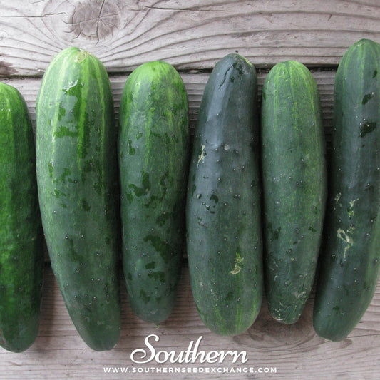 Marketmore 76 Cucumber – 30 Seeds