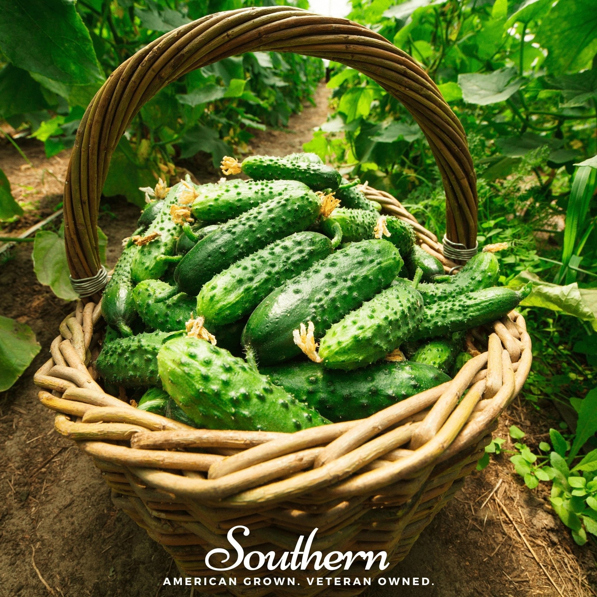 Basket of cucumbers in a garden with 'Southern' brand logo.
