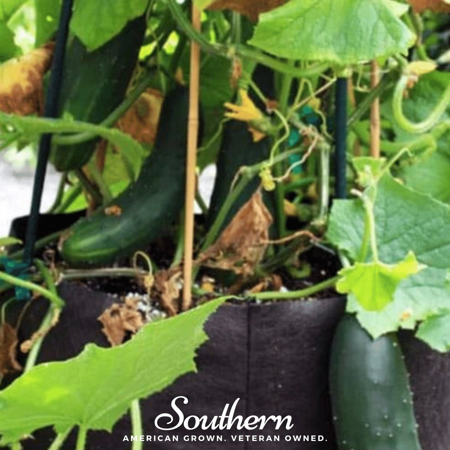 Cucumbers growing in a pot with green leaves and a blurred background.