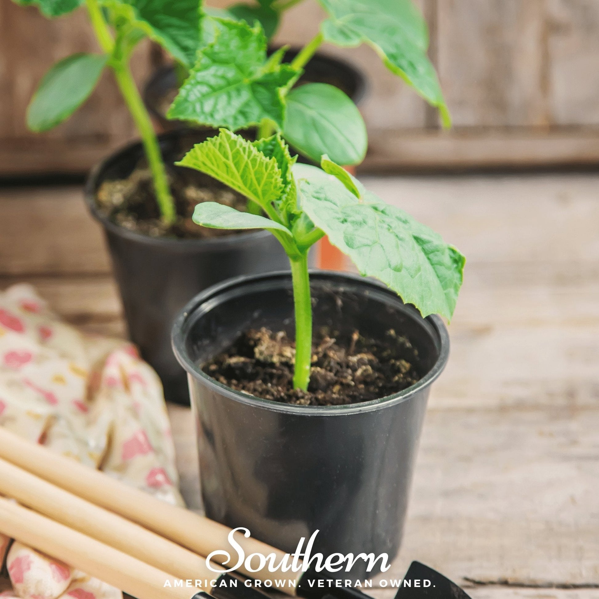 Small potted cucumber plant on a wooden surface with 'Southern' branding.