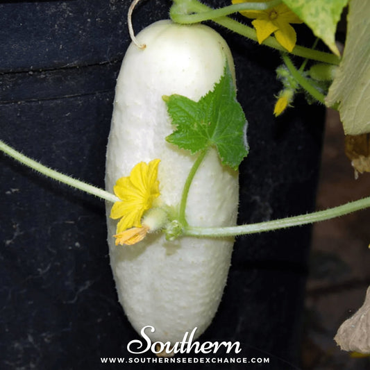 White Wonder Cucumber – 30 Seeds