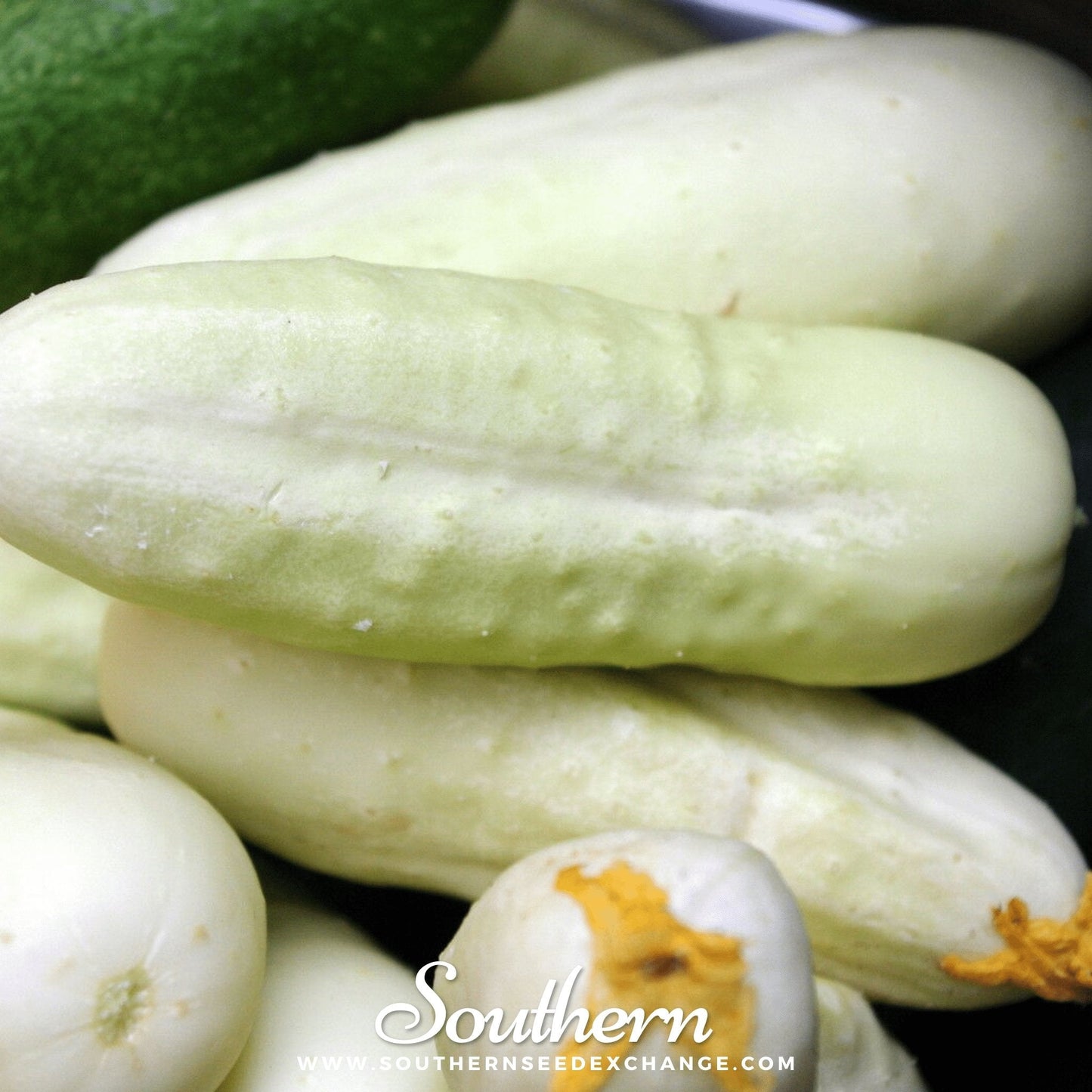 White Wonder Cucumber – 30 Seeds