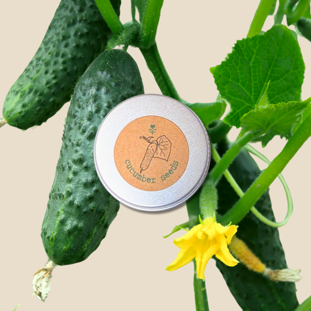 Cucumber on a vine with a tin labeled 'Cucumber Seeds' on a beige background