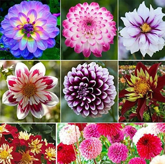 Collage of various colorful flowers with a blurred garden background