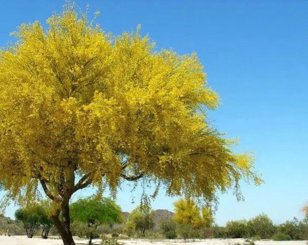 Thornless Palo Verde Tree with yellow leaves against a clear blue sky