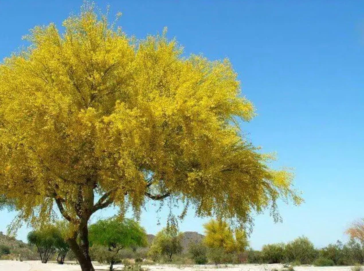 Desert Museum - Thornless Palo Verde Seeds Cercidium x 'Desert Museum'