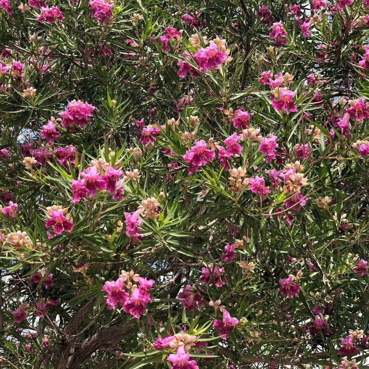 Desert Willow Tree Seeds -  Chilopsis Linearis, Large Pink Flowers, Fast Growing
