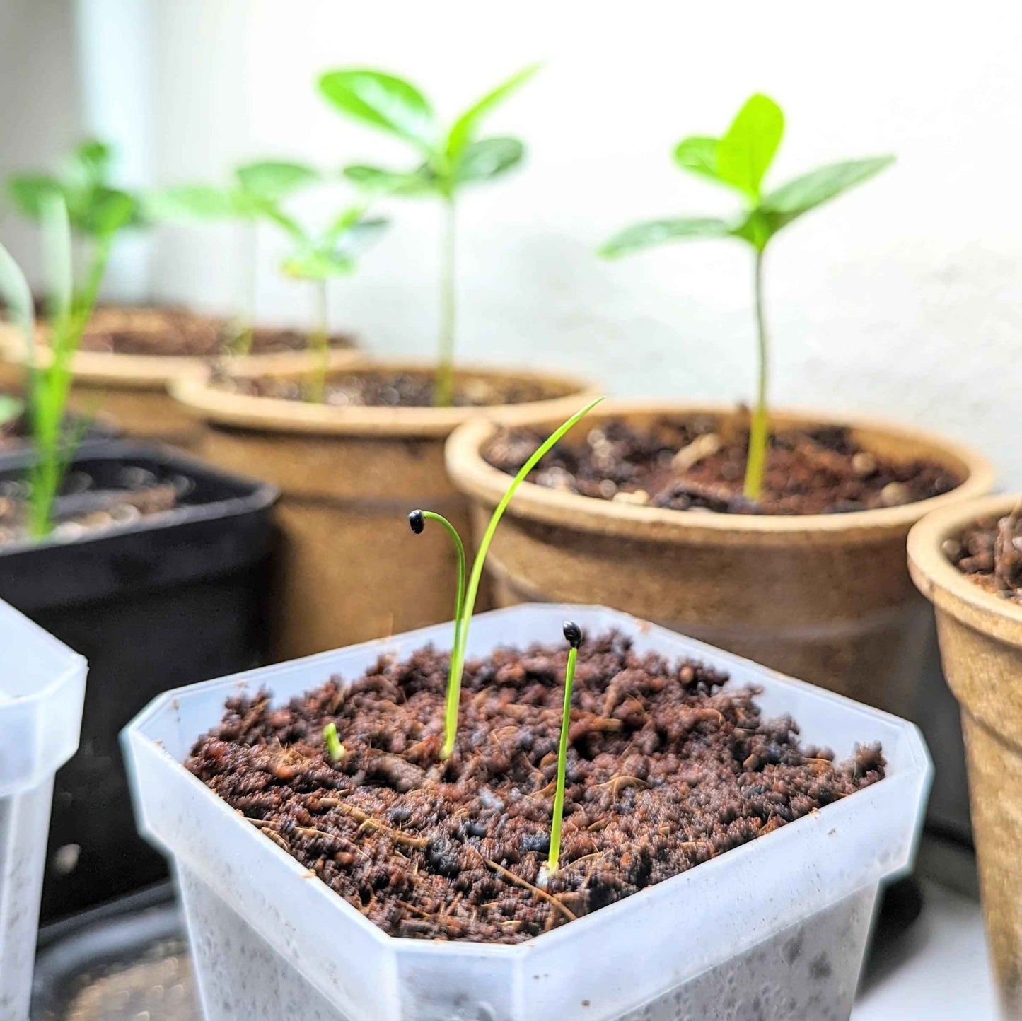 Dracaena Indivisa 'Spike' Seeds