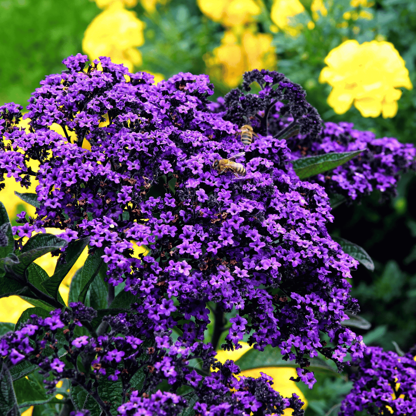Purple Dwarf Marine Heliotrope flowers with bees and yellow flowers in the background