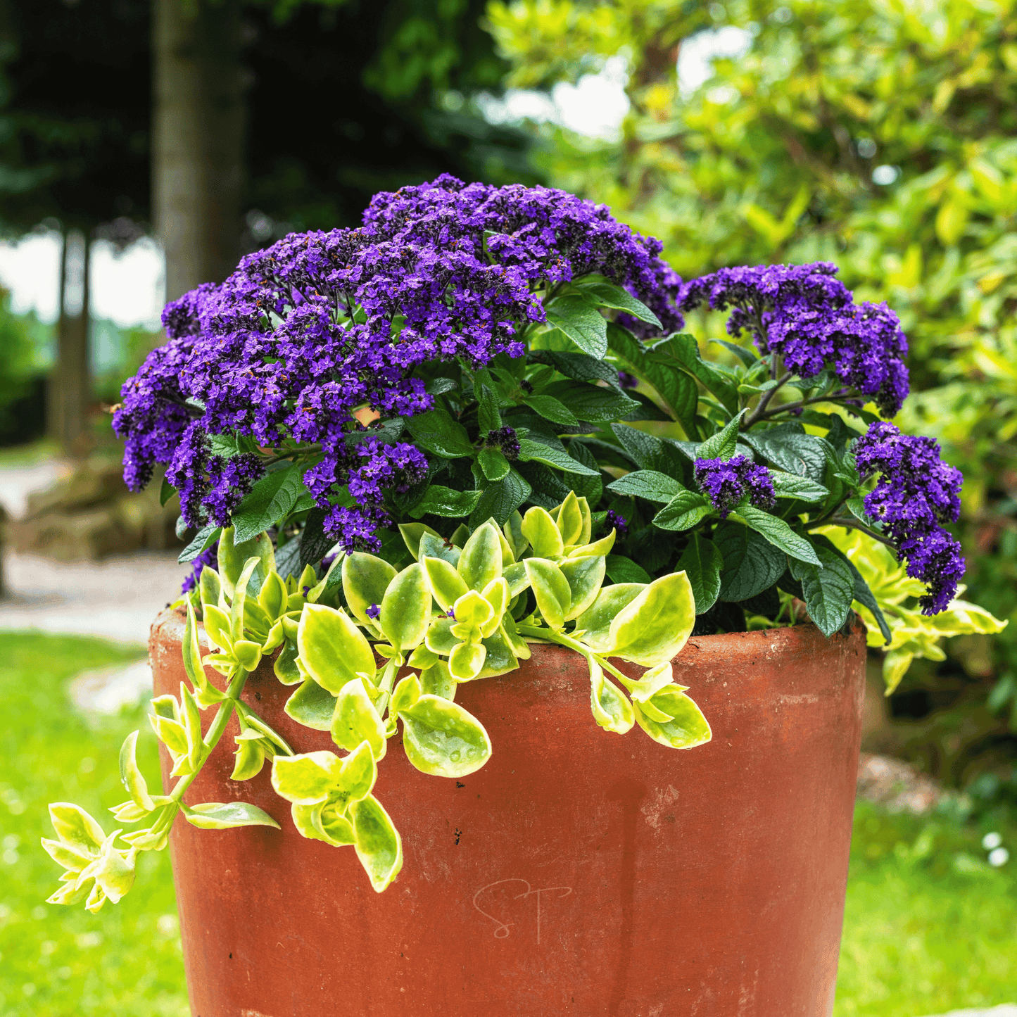 Potted Dwarf Marine Heliotrope plant with purple flowers and green leaves in a garden setting