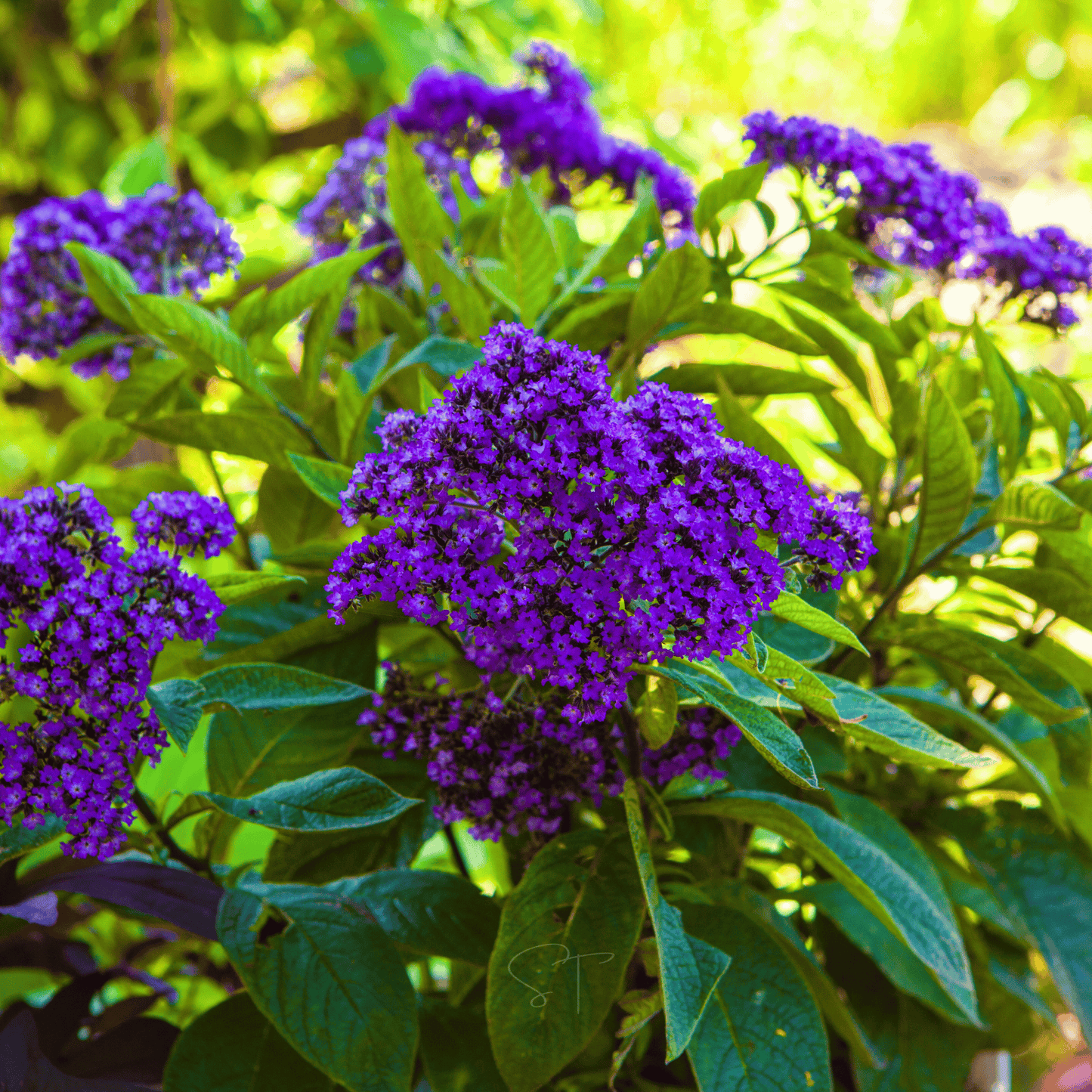 Close-up of purple flowers with green leaves in a garden setting