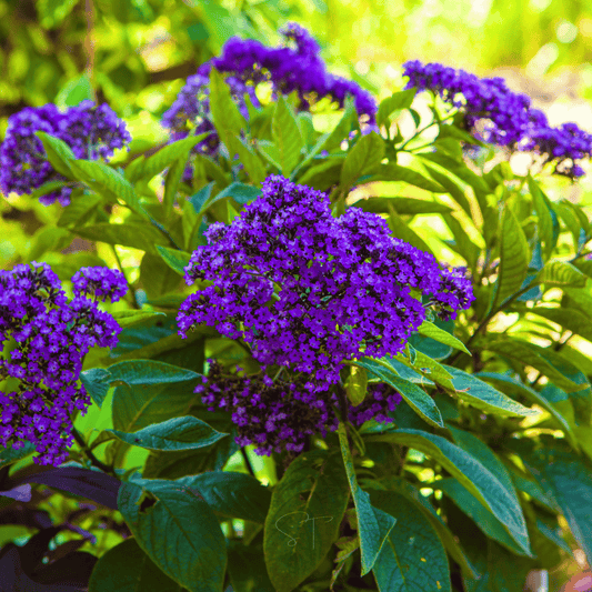 Close-up of purple flowers with green leaves in a garden setting
