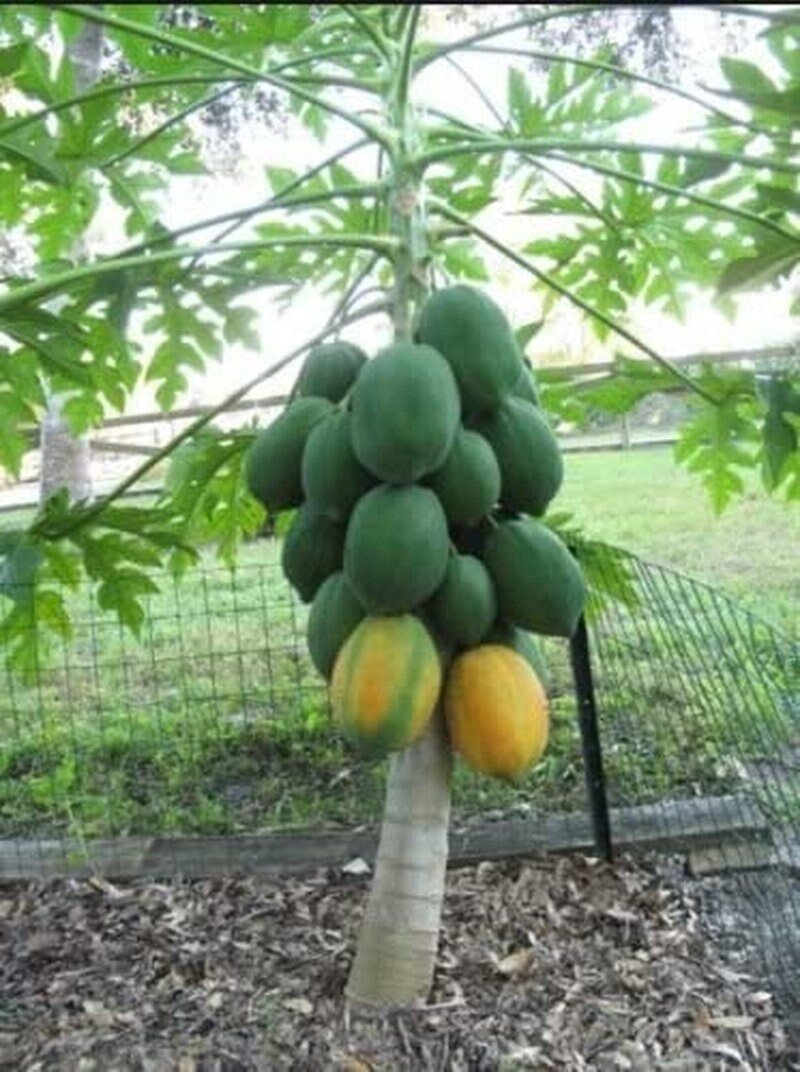 Dwarf Waimanalo Papaya - 10 Seeds - Rare Tropical Fruit Tree Seeds Plant