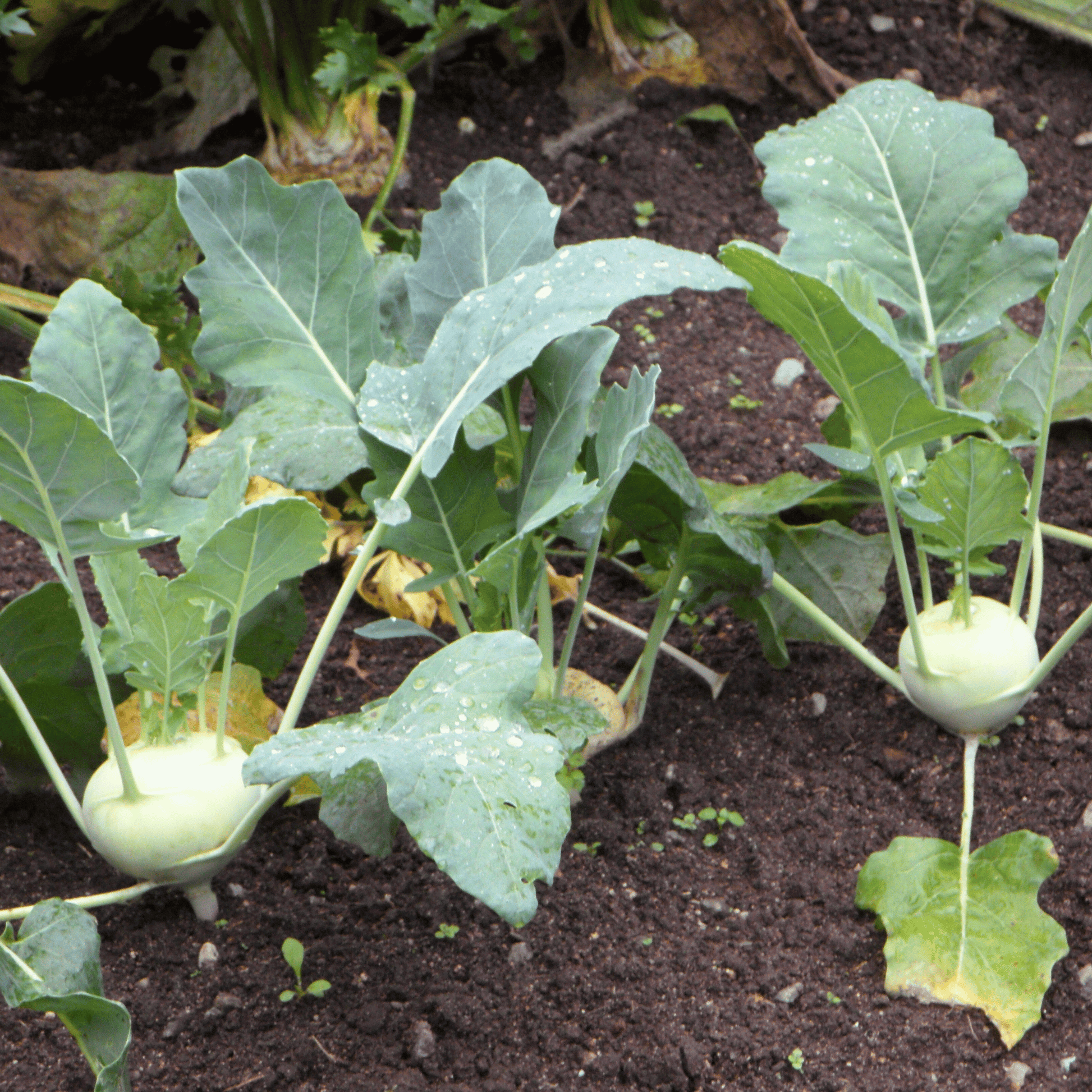 Kohlrabi plants growing in a garden with green leaves and white bulbous stems.