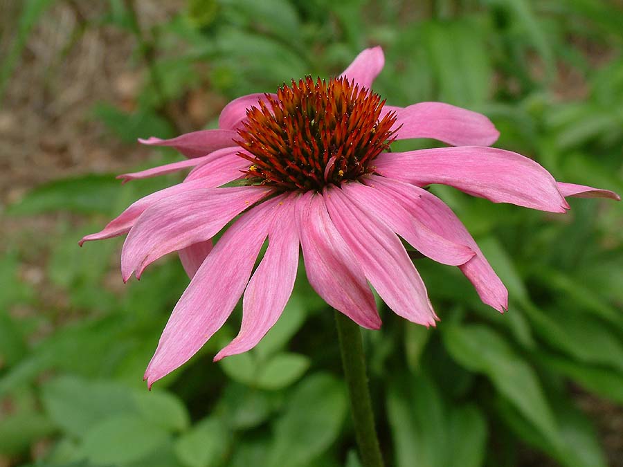 Pink cone flower with a brown center against a green background