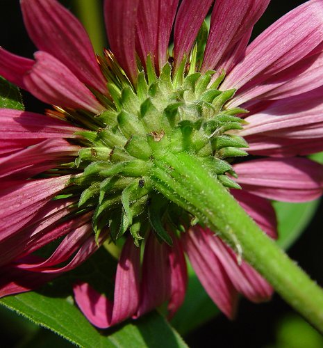 Close-up of a pink flower with green center and stem