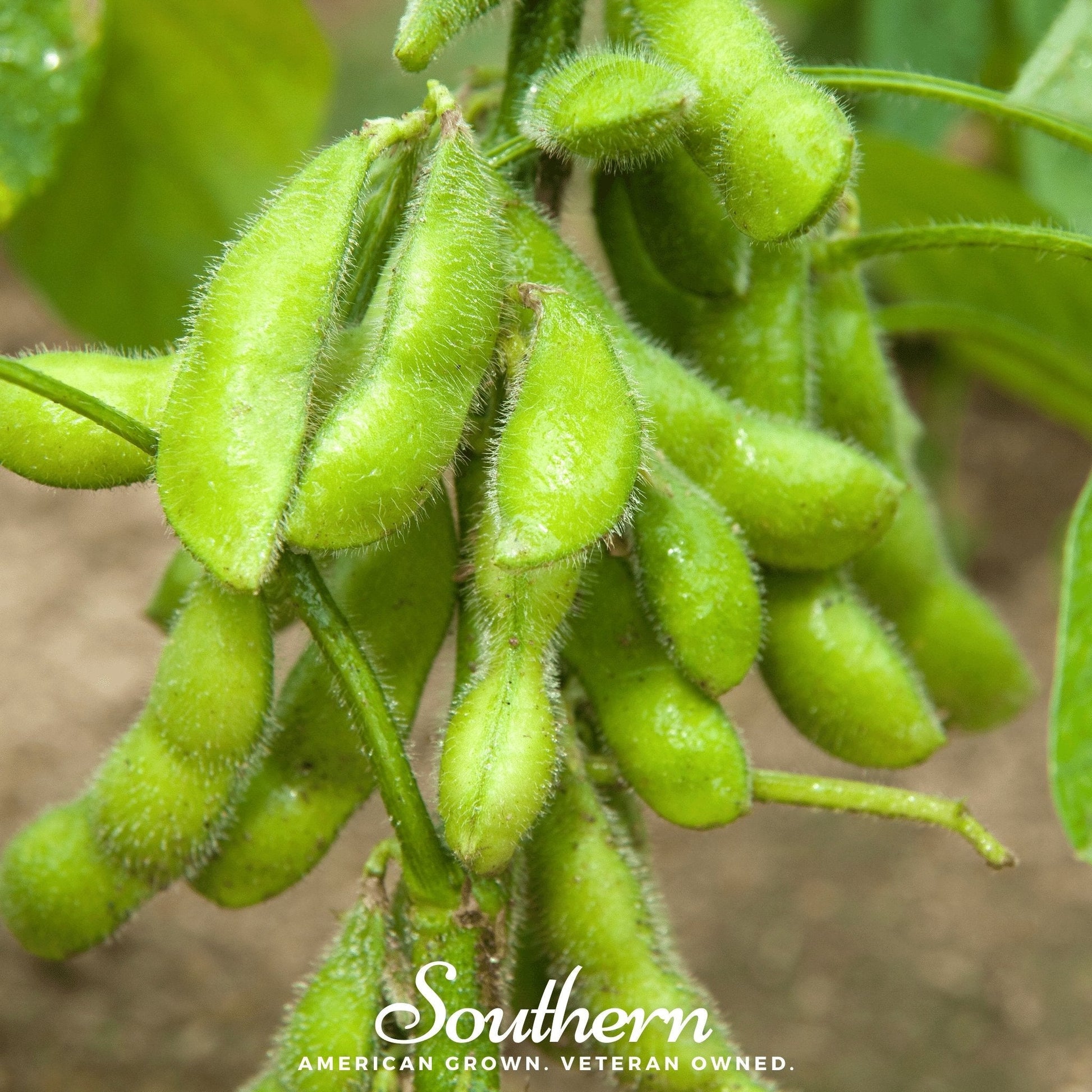 Close-up of green soybeans on a plant with 'Southern' brand text.