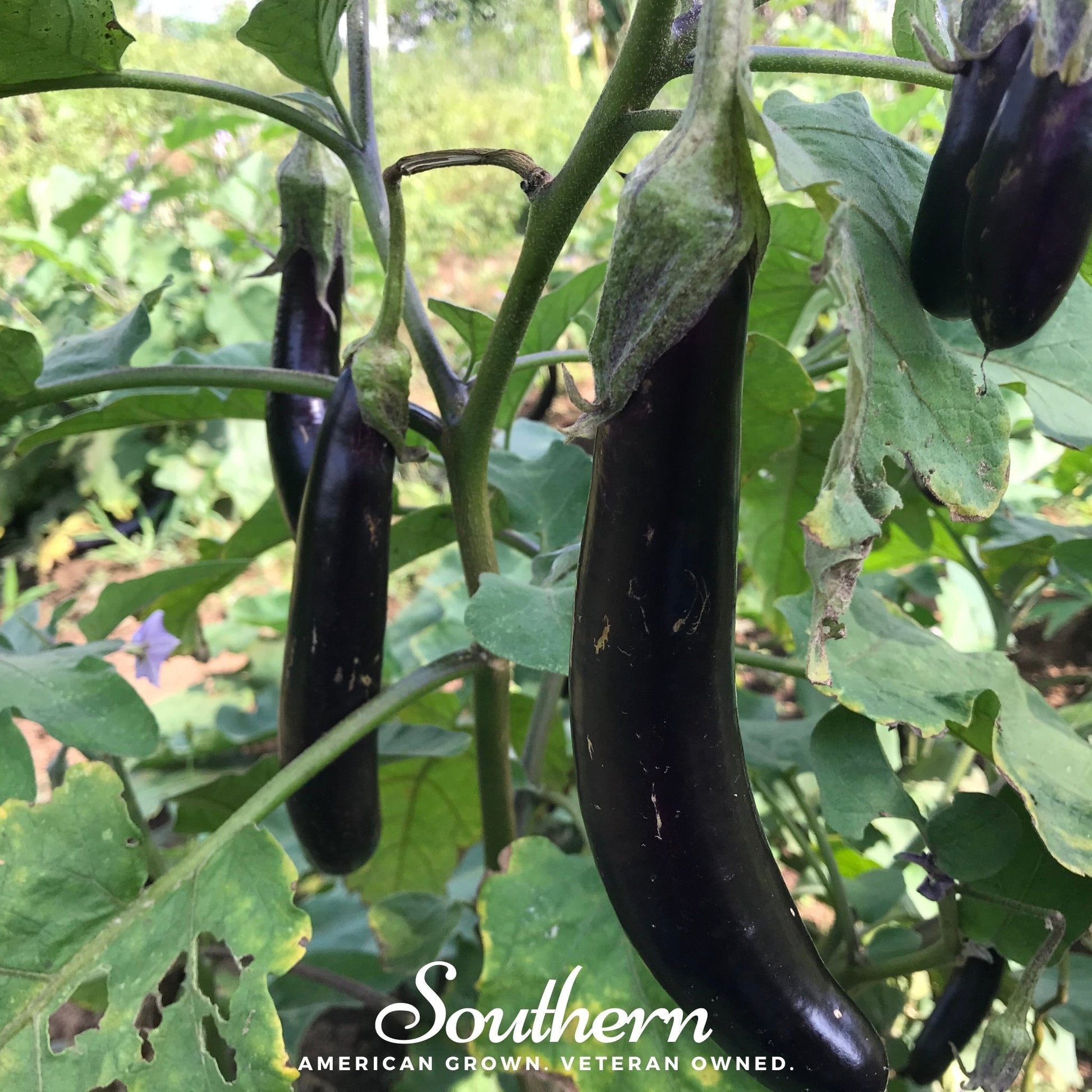 Eggplants growing on a plant with green leaves, featuring the 'Southern' brand logo.