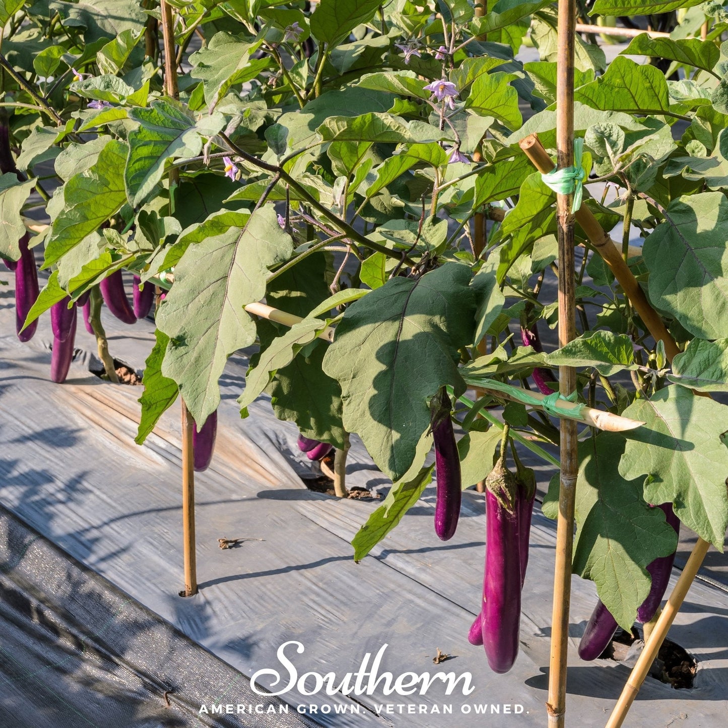 Purple eggplants growing on plants with green leaves on a gray mulched bed.