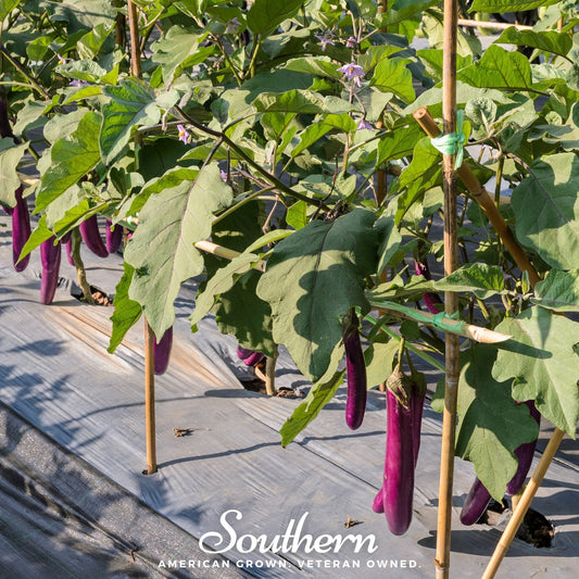 Purple eggplants growing on plants with green leaves on a gray mulched bed.