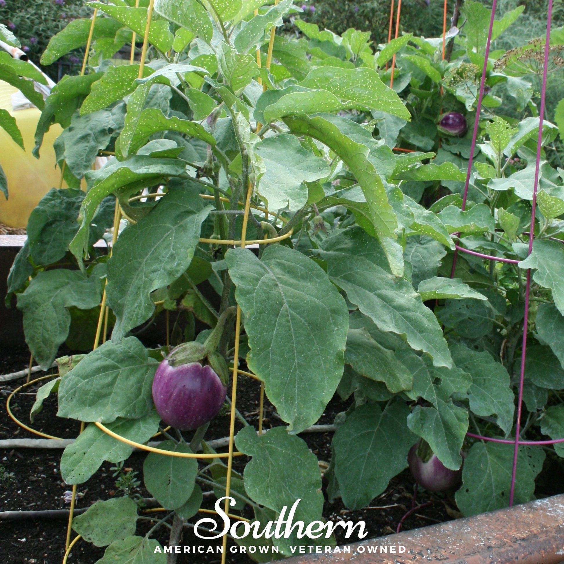 Purple eggplant growing on a plant with green leaves in a garden setting.