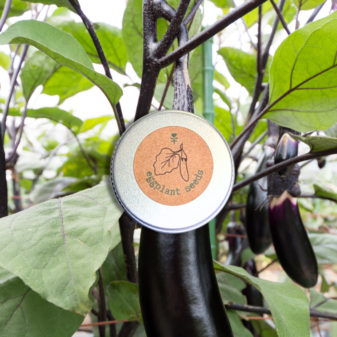 Eggplant seed packet on an eggplant plant with green leaves and fruit.