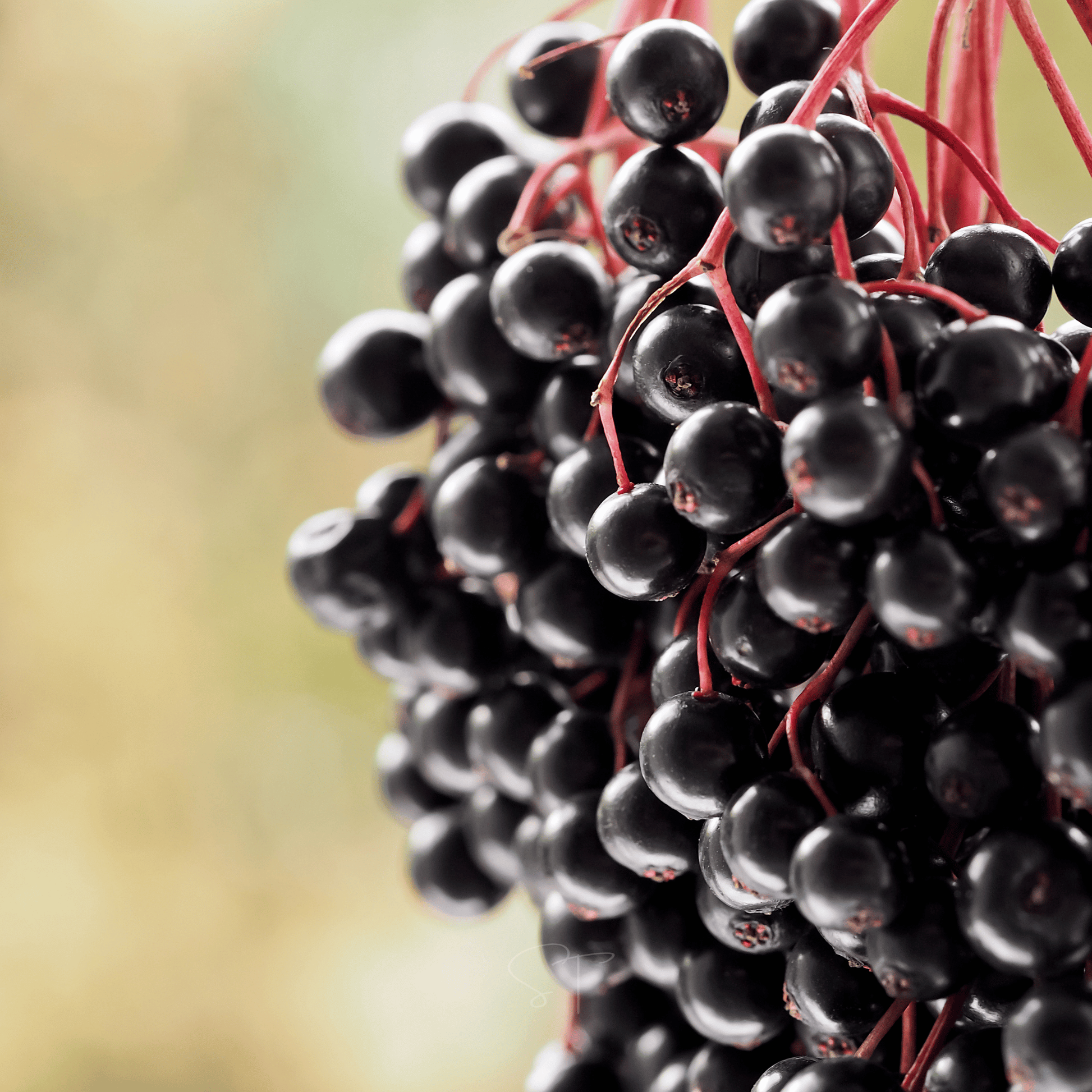 Close-up of a cluster of black elderberries with red stems on a blurred background