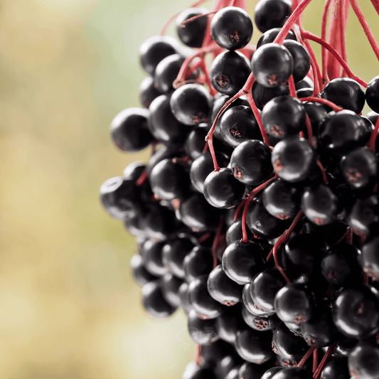 Close-up of a cluster of black elderberries with red stems on a blurred background