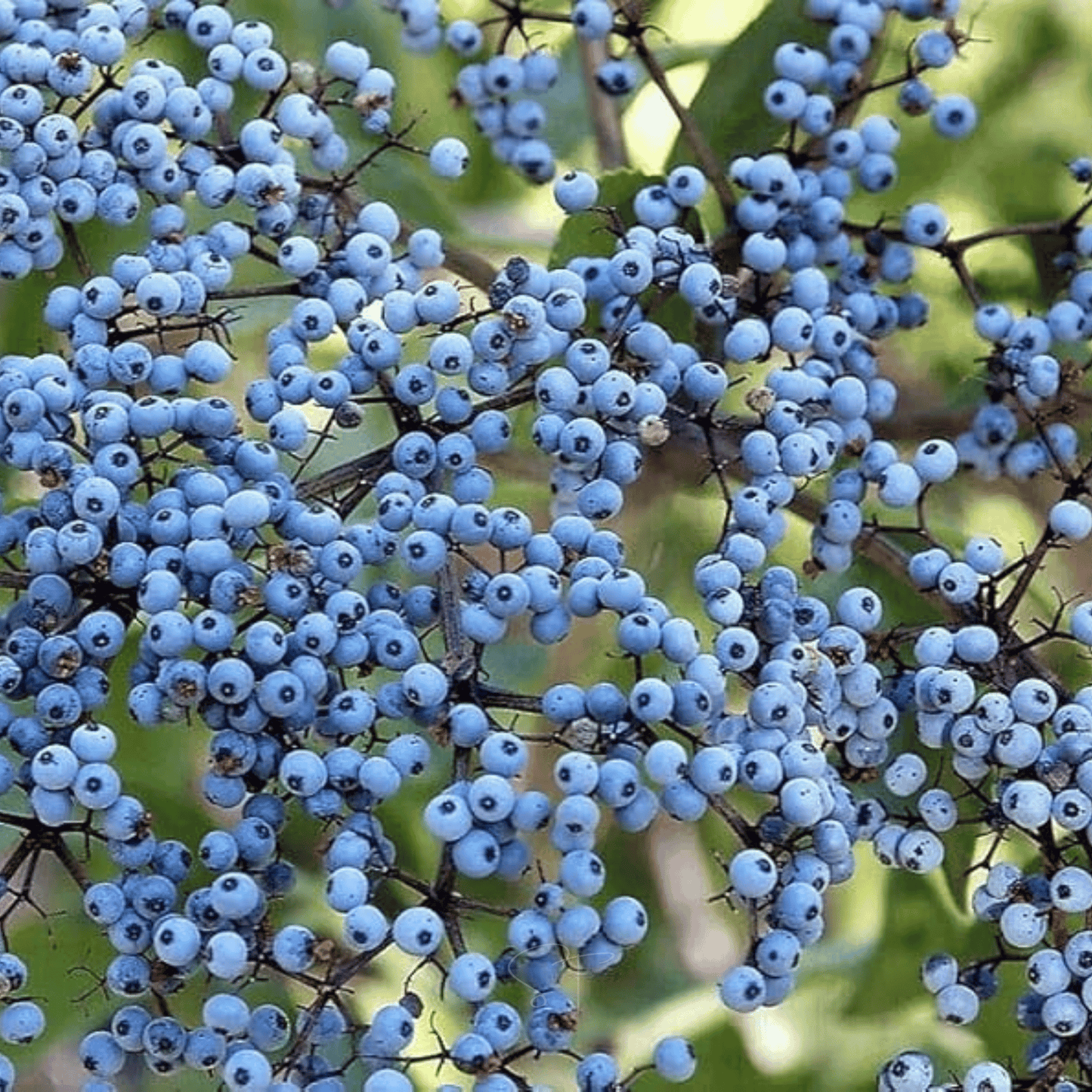 Close-up of blue elderberries on a branch with a blurred green background