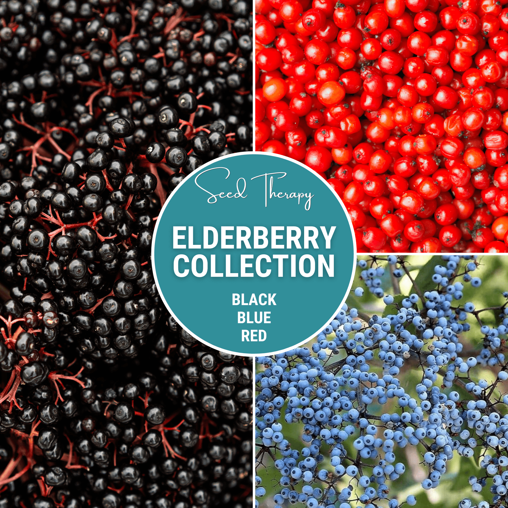 Collage of black, blue, and red elderberries with 'Seed Therapy Elderberry Collection' text.