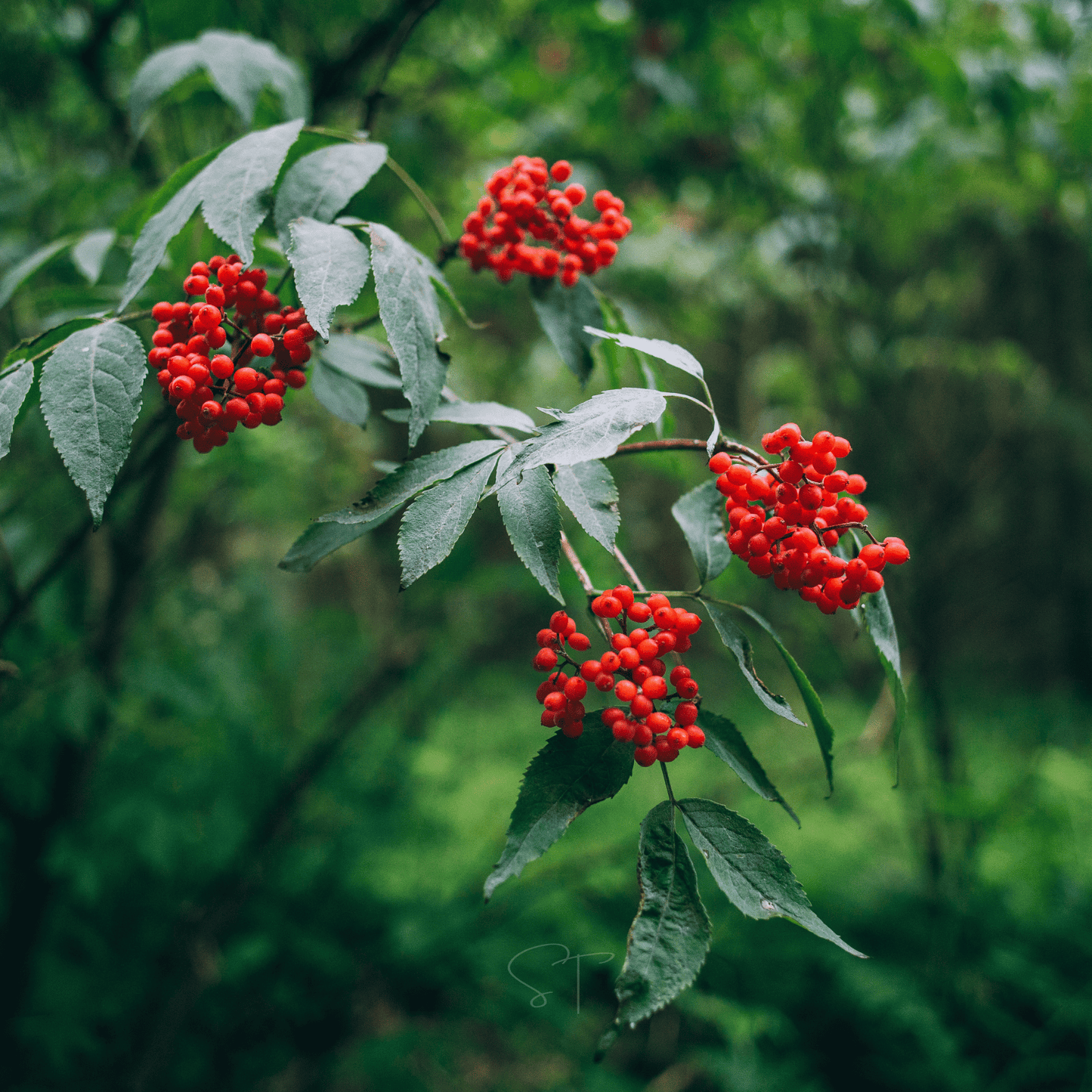 Red elderberries on a green leafy branch with a blurred natural background