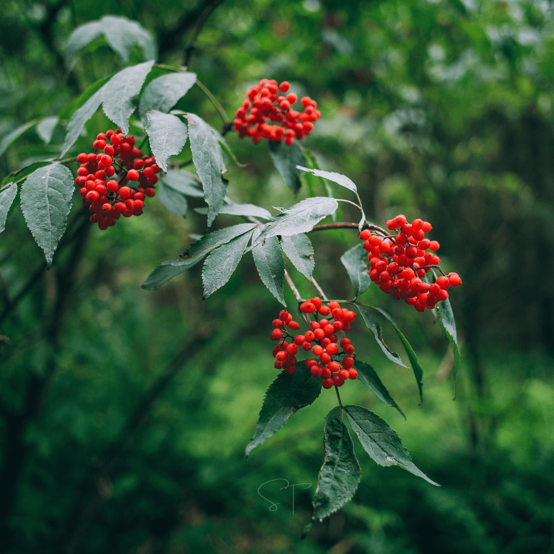 Red elderberries on a green leafy branch with a blurred natural background