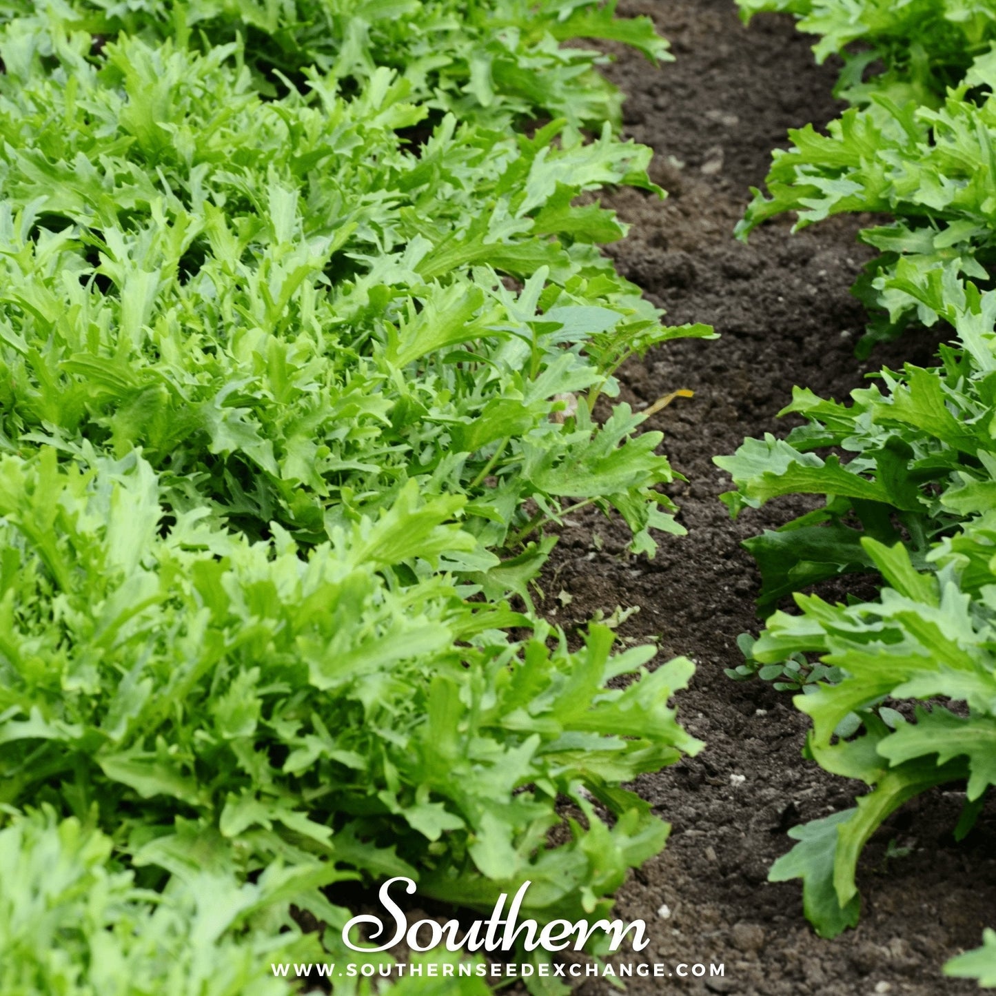 Endive plants growing in a garden with 'Southern' branding.