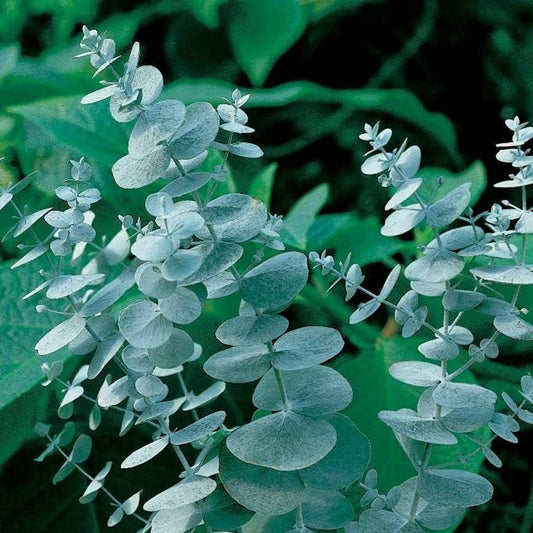 Close-up of eucalyptus leaves with a blurred green background