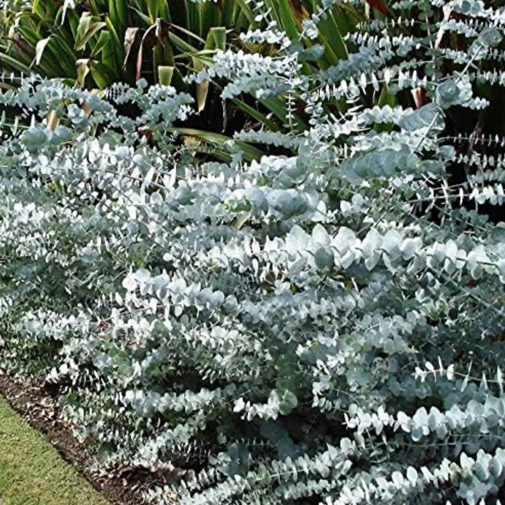 Close-up of a eucalyptus plant with green leaves