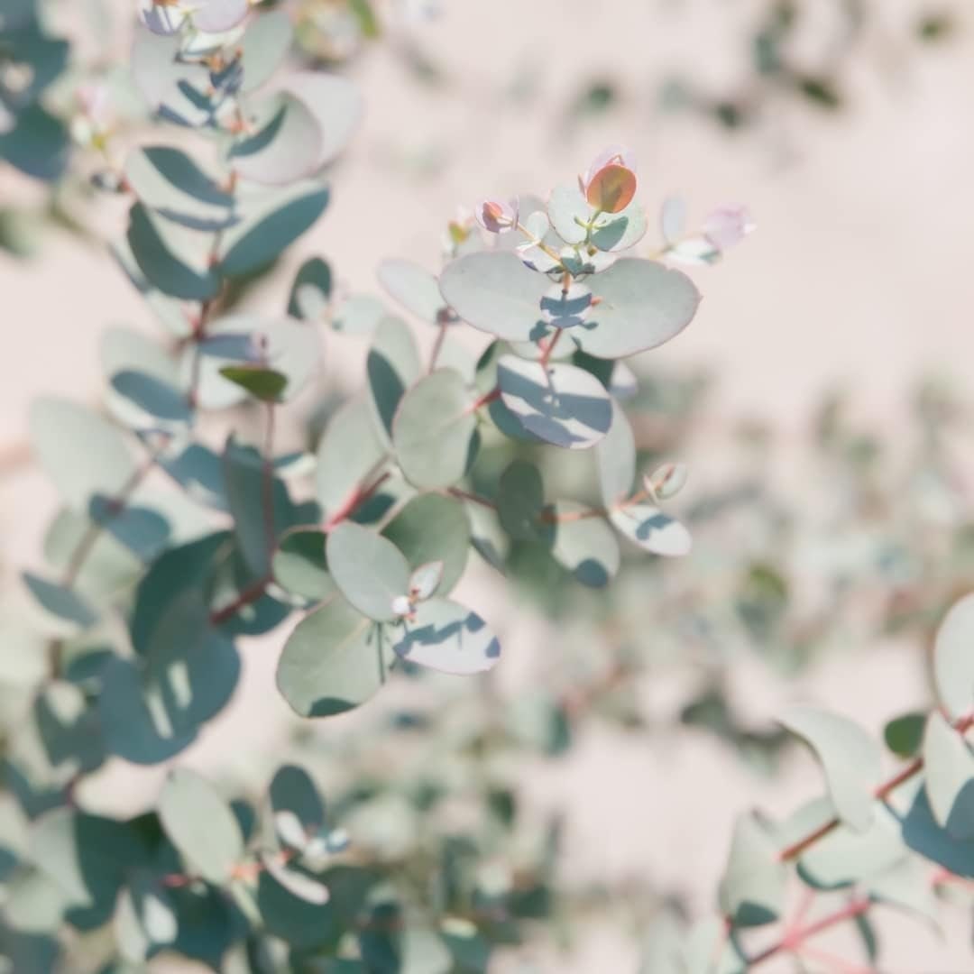 Close-up of green leaves with a soft focus background