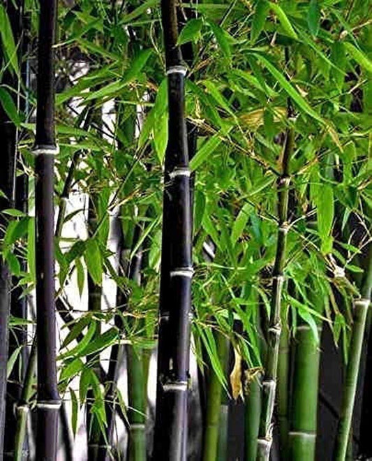 Exotic Black Bamboo - 300 Seeds - Ornamental Plant Privacy Screen