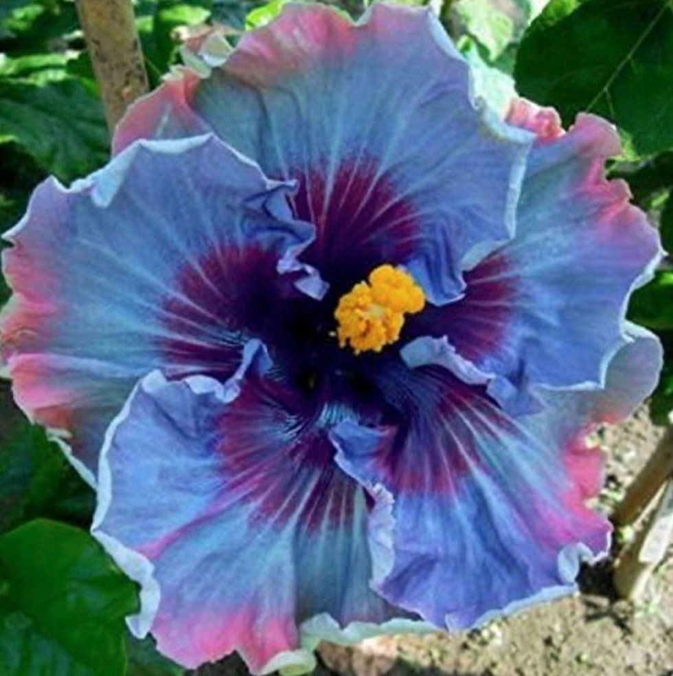 Multicolored Fairy Dust Hibiscus Flower with a yellow center on a natural background