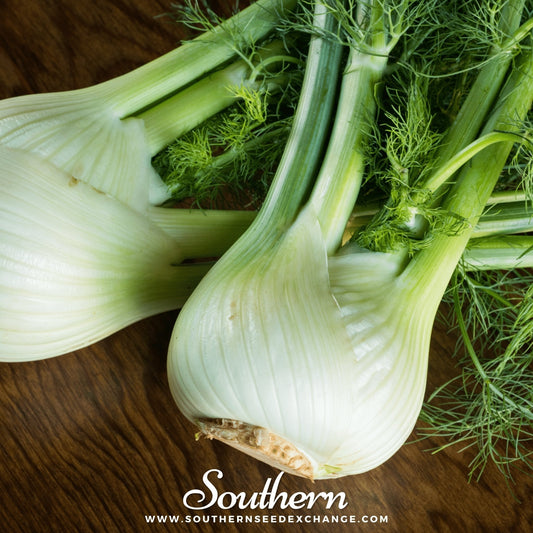 Two fennel bulbs on a wooden surface with 'Southern' branding.