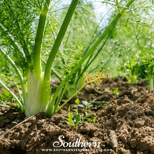Fennel plant growing in the soil with 'Southern' branding.