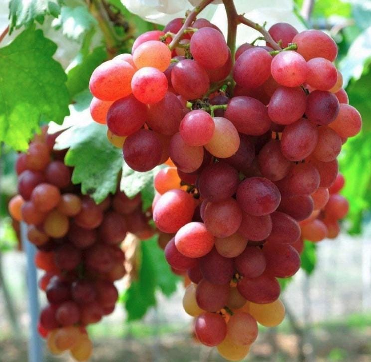 Bunch of red grapes with green leaves in the background