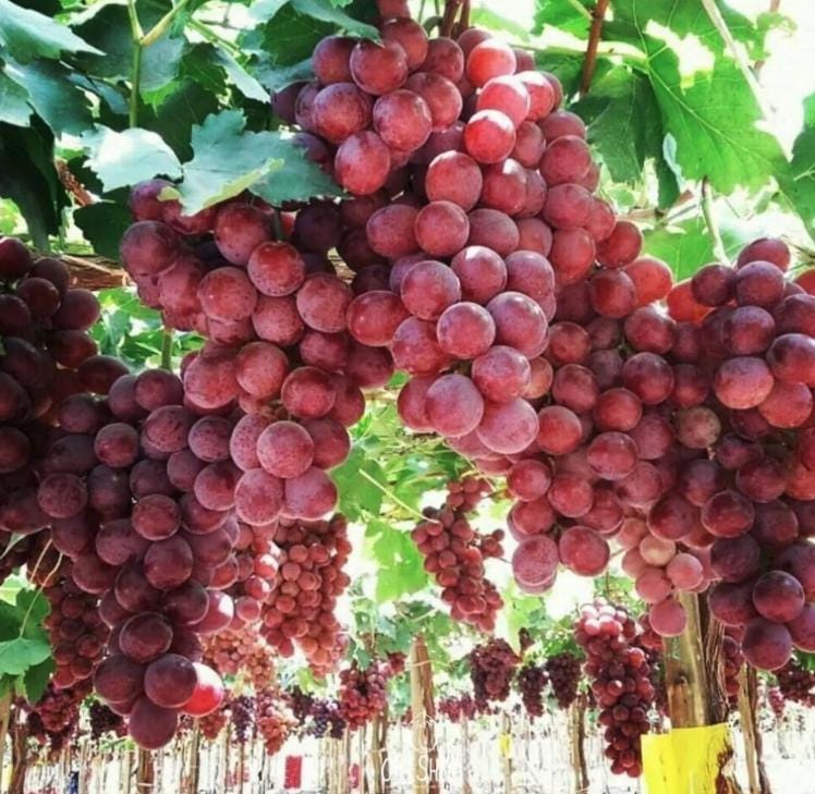 Bunches of red grapes hanging from a tree in a vineyard