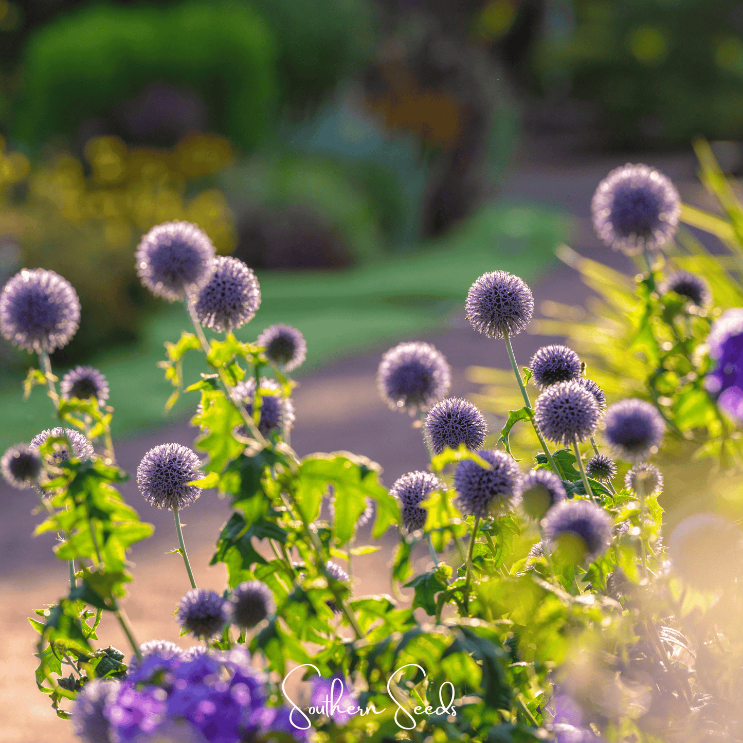Purple thistle flowers with green leaves in a garden setting, featuring the brand 'Southern Seeds'.