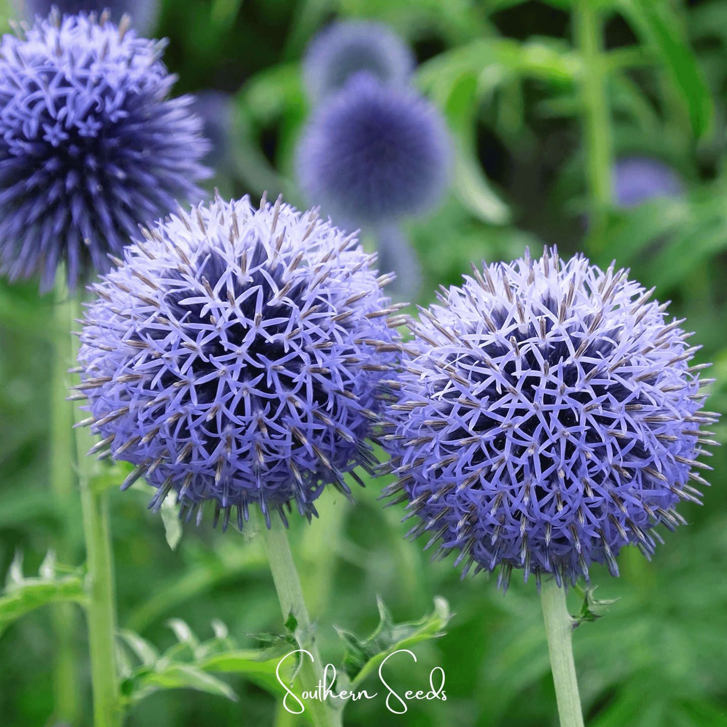 Close-up of purple thistle flowers with a blurred green background