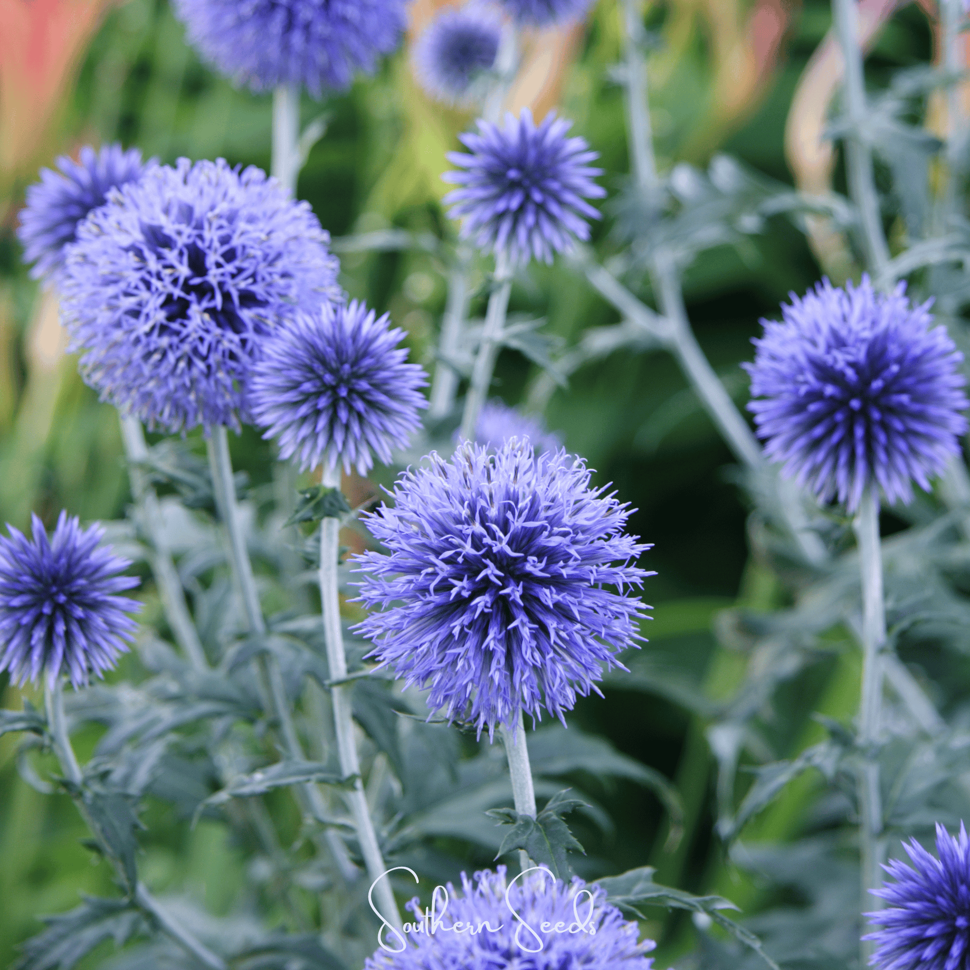 Close-up of purple thistle flowers with green leaves.